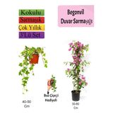 Nura Botanik Amerikan Duvar Sarmaşığı, Pembe Begonvil, Buz Çiçeği Hediyeli, 3'lü Set