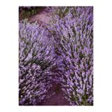 Nura Botanik Angustifolia Dar Yapraklı Lavanta Mor Renk, 15-20 cm, 30 Adet Lavanta Fidesi
