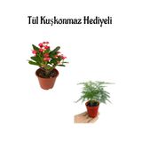 Nura Botanik Anneler Gününe Özel Kırmızı Dikenler Tacı Çiçeği Tül Kuşkonmaz