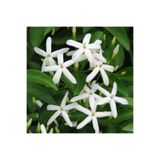 Nura Botanik Arap Yasemin, 70 cm+ Boy, Jasminum Sambac, Canlı Bitki