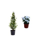 Nura Botanik Arap Yasemini + Bodrum Papatyası 2'li Bahçe Peyzaj Seti, 50-70cm