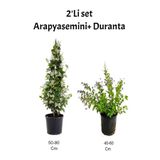 Nura Botanik Arap Yasemini+ Mor Çiçekli Duranta Fidanı, Dış Mekan Bitkisi, 2'li Set