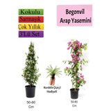 Nura Botanik Arap Yasemini, Pembe Begonvil, Kurdele Çiçeği Hediyeli, 50-80 cm