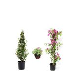 Nura Botanik Arap Yasemini, Pembe Begonvil, Mezem Çiçeği Hediyeli, 50-80 cm, 3'lü Set