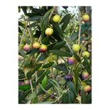 Nura Botanik Arbequina Zeytin Fidanı, 6 Adet, Tüplü/Saksılı, 30-60 cm, Bahçe Bitkisi