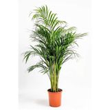 Nura Botanik Areca Dypsis Lutescens Areka Palmiyesi, 70 cm, İç Mekan Bitkisi, Yeşil