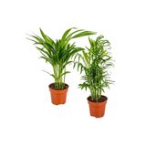 Nura Botanik Areka & Dağ Palmiyesi 2 Adet Saksılı 15-30 cm İç Mekan Salon Süs Bitkisi
