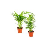 Nura Botanik Areka & Dağ Palmiyesi Set 2 Adet Mini - Iç Mekan Palmiye Bitki Seti - 30 Cm