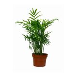 Nura Botanik Areka Palmiyesi, 1 Adet Saksılı, 20-40 cm, Yeşil, Ev Ofis Salon Bitkisi