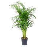 Nura Botanik Areka Palmiyesi, 100-120 cm, Ev Ofis Salon Bitkisi