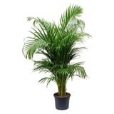 Nura Botanik Areka Palmiyesi 130-150 cm, Ev Ofis Salon Palmiyesi