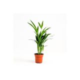 Nura Botanik Areka Palmiyesi, 30-40 cm, Salon Palmiyesi, İç Mekan Bitkisi