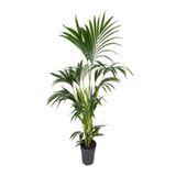 Nura Botanik Areka Palmiyesi, 90-120 cm, Saksılı, Yeşil, Hava Temizleyen Salon Bitkisi