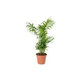 Nura Botanik Areka Palmiyesi, Chamaedorea, 8cm Saksı, 30-35cm, Ev Ofis Salon Bitkisi