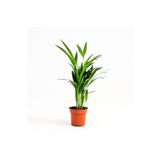 Nura Botanik Areka Palmiyesi Ev Ofis Salon Bitkisi -salon Palmiyesi 30-40 Cm