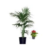 Nura Botanik Areka Salon Palmiyesi, 20-40 cm, Saksılı İç Mekan Bitkisi, Kırmızı Kalanchoe Hediyeli