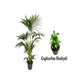 Nura Botanik Areka Salon Palmiyesi 80-100 cm, Saksılı, Beyaz Euphorbia Hediyeli İç Mekan Bitkisi