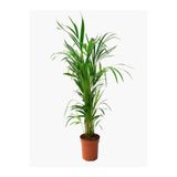 Nura Botanik Areka Salon Palmiyesi, 80-110 cm, Saksılı, İç Mekan Bitkisi