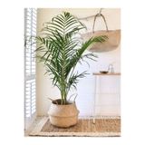 Nura Botanik Areka Salon Palmiyesi, 80-120 cm, Canlı İç Mekan Bitkisi