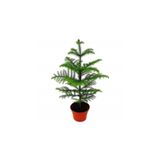 Nura Botanik Arokarya Salon Çamı, 60-80 cm, Canlı İç Mekan Bitkisi