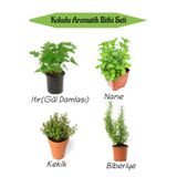 Nura Botanik Aromatik KOKULU Mutfak Seti Itır Çiçeği+Nane+Kekik+Biberiye Fidesi 4 ADET