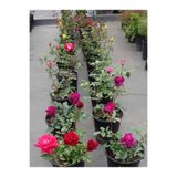 Nura Botanik Aşılı Kokulu Gül, 25-60 cm, 5 Adet, Pembe, Kırmızı, Turuncu, Beyaz, Sarı
