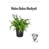 Nura Botanik Aşk Merdiveni Bitkisi, Helen Saksı Hediyeli, Salon Bitkisi