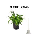 Nura Botanik Aşk Merdiveni Bitkisi, Mumluk Hediyeli, Ofis Çiçeği