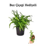 Nura Botanik Aşk Merdiveni Çiçeği, Buz Çiçeği Hediyeli, Hediyelik Bodur Bitki