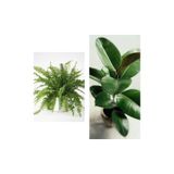 Nura Botanik Aşk Merdiveni Fujer Askılı Saksıda, Kauçuk, 60-70 cm, 2'li Set, Salon Ofis Bitkileri