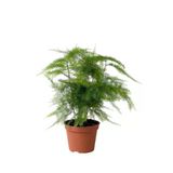 Nura Botanik Asparagus Setaceus Kuşkonmaz, İç Mekan Bitkisi, Ø:12 cm, H:35 cm