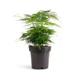 Nura Botanik Asparagus Setaceus Tül Kuşkonmaz Çiçeği, 1 Adet Saksılı, 15-30cm