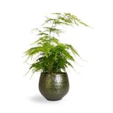 Nura Botanik Asparagus Setaceus Tül Kuşkonmaz Çiçeği, 10-30 cm, Dekoratif Salon Bitkisi