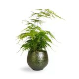 Nura Botanik Asparagus Setaceus Tül Kuşkonmaz Çiçeği, 10-30 cm, Dekoratif Salon Bitkisi