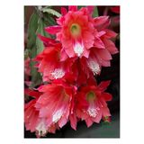 Nura Botanik Atlas Çiçeği Kırmızı Renk 15-25 cm, Red Epiphyllum