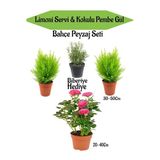 Nura Botanik Bahçe Peyzaj Seti, 2 Adet Limoni Servi Fidanı, 1 Adet Pembe Gül, Hediye Biberiye, Çok Renkli