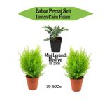 Nura Botanik Bahçe Peyzaj Seti, 2 Adet Limoni Servi Fidanı + Hediye Mini Leylandi Fidanı