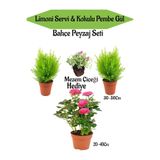 Nura Botanik Bahçe Seti, 2 Adet Limon Servi Çamı, 1 Adet Pembe Gül, Hediye Mezem Çiçeği, Çok Renkli