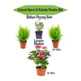 Nura Botanik Bahçe Seti, 2 Adet Limoni Servi, 1 Adet Pembe Gül Fidanı, Hediye Lavanta, Çok Renkli