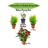 Nura Botanik Bahçe Seti, 2 Adet Limoni Servi Fidanı, 1 Adet Kırmızı Gül Fidanı, Hediye Lavanta