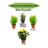 Nura Botanik Bahçe Seti, 2 Adet Limoni Servi Fidanı, 1 Adet Sarı Gül Fidanı, Hediye Biberiye, Çok Renkli