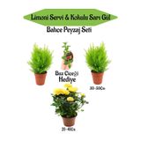 Nura Botanik Bahçe Seti, 2 Adet Limoni Servi Fidanı, 1 Adet Sarı Gül Fidanı, Hediye Buz Çiçeği