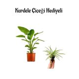 Nura Botanik Bakımlı Starliçe Cennet Çiçeği (Strelitzia) Bitkisi, Turuncu Saksı, Kurdele Çiçeği Hediyeli