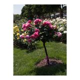 Nura Botanik Baston Gül, Yoğun Kokulu, Pembe, 40-60 cm, 1 Adet Aşılı Gül