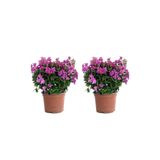 Nura Botanik Begonvil Fidesi 15-25 cm, 2'li Set