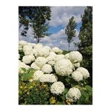 Nura Botanik Bembeyaz Ortanca Çiçeği Fidanı, 35-60 cm, Saksılı, Hydrangea