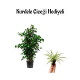 Nura Botanik Benjamin Bitkisi, Kurdele Çiçeği Hediyeli, Yeşil, Salon Bitkisi