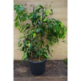 Nura Botanik Benjamin Bitkisi Salon Bitkisi 60 cm