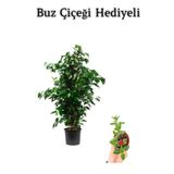 Nura Botanik Benjamin Bitkisi, Yeşil, Buz Çiçeği Hediyeli