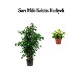 Nura Botanik Benjamin Bitkisi, Yeşil, Hediyelik, Sarı Milli Kaktüs Hediyeli